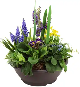 Bepflanzte XXL Frühlingsschale 30 cm