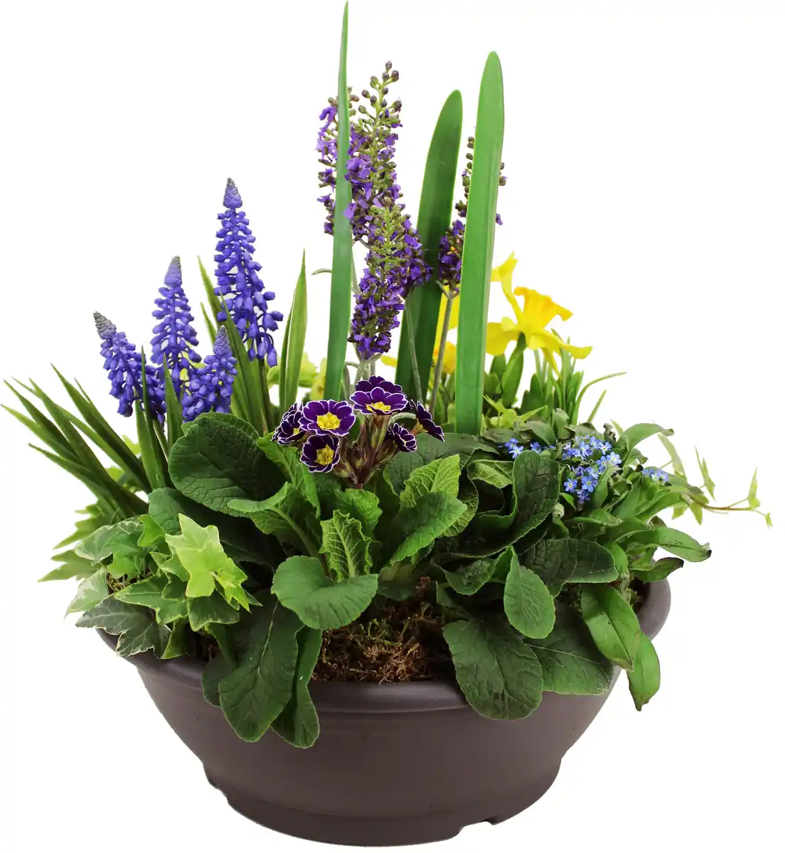Bild 1 von Bepflanzte XXL Frühlingsschale 30 cm