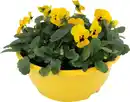 Bild 1 von Hornveilchen Viola Cornuta H ca. 25 cm, 21 cm Schale