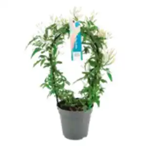 Jasmin am Bogen