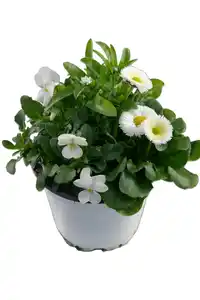 Beauty Colours Frühlingsblüher