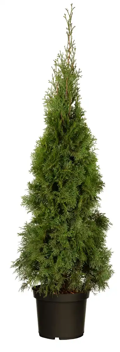 Bild 1 von XXL Thuja Brabant