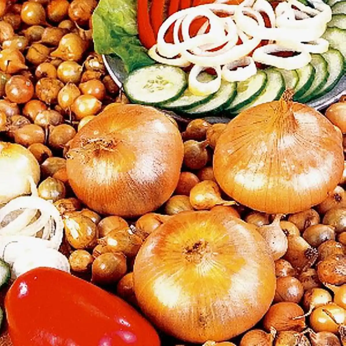 Bild 2 von Steckzwiebeln 500 g