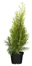 Bild 1 von Thuja Smaragd