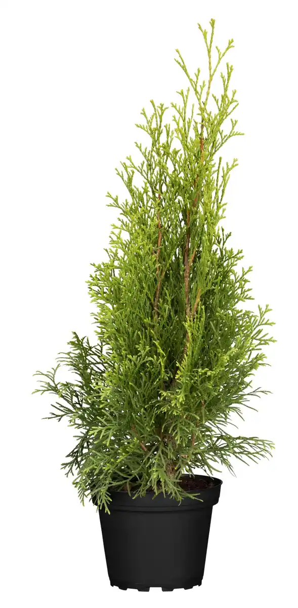 Bild 1 von Thuja Smaragd