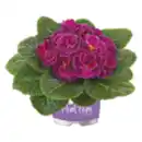 Bild 1 von Gefüllte Primeln