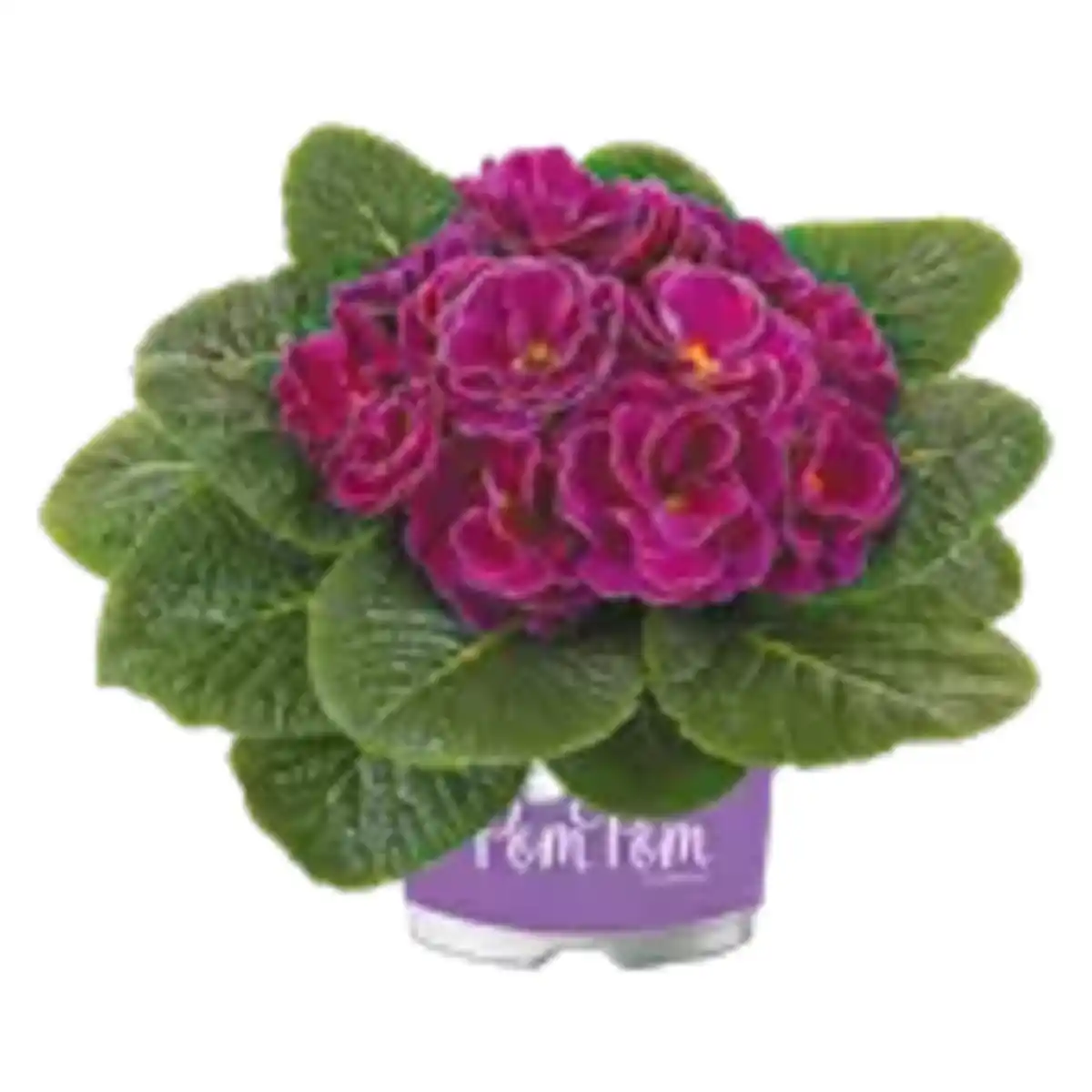 Bild 1 von Gefüllte Primeln