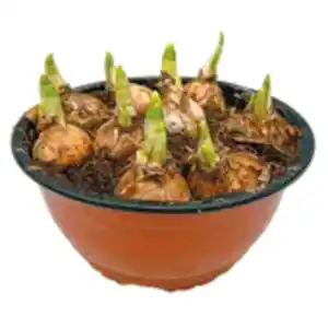 XXL Narzissen „Tête à Tête“, Hyazinthen oder Muscari