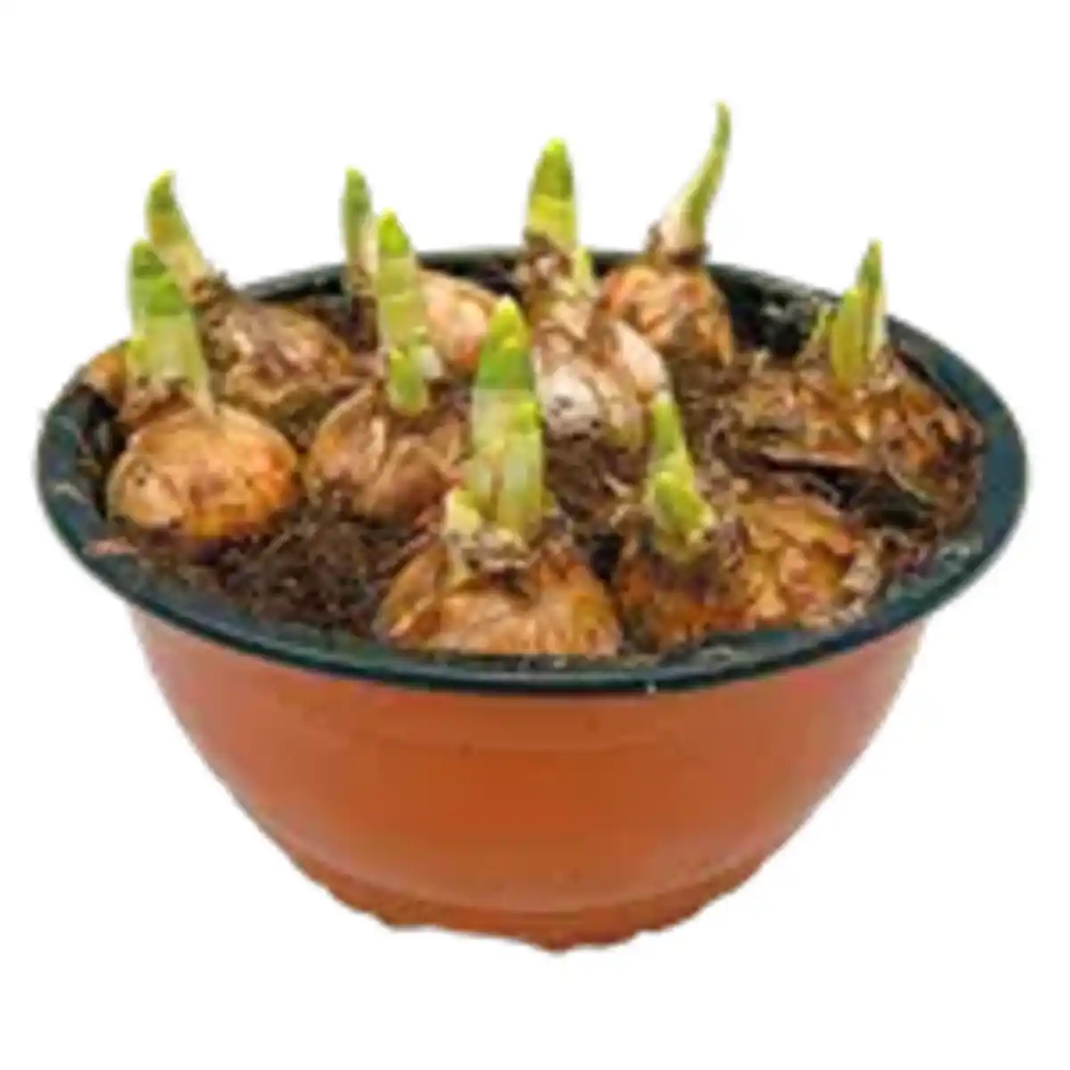 Bild 1 von XXL Narzissen „Tête à Tête“, Hyazinthen oder Muscari