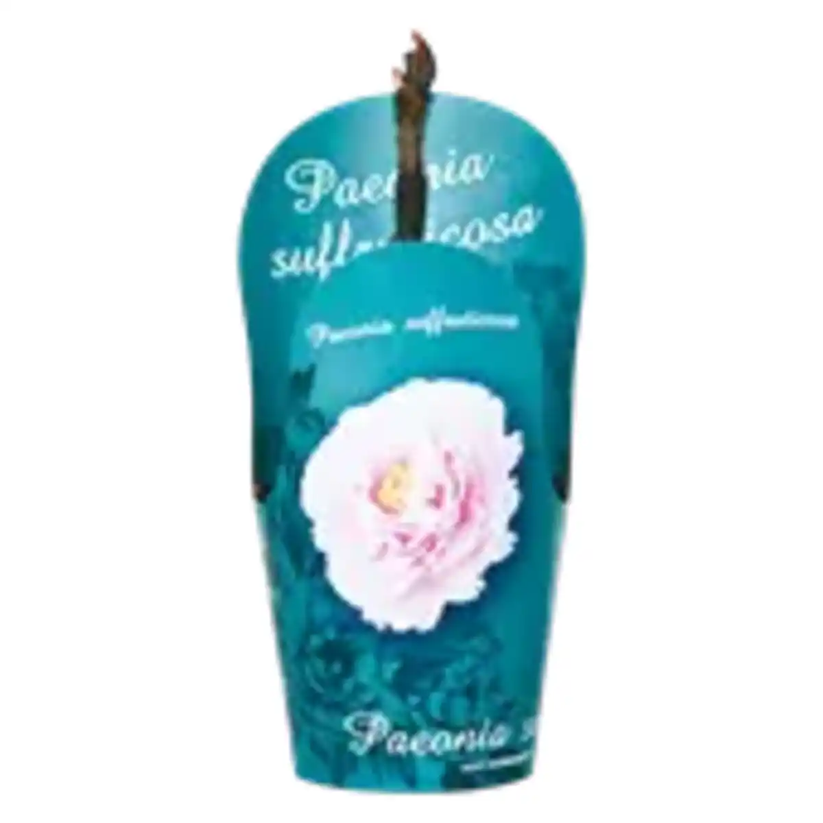 Bild 1 von Baum Pfingstrose