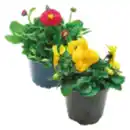 Bild 1 von Primeln, Bellis oder Hornveilchen