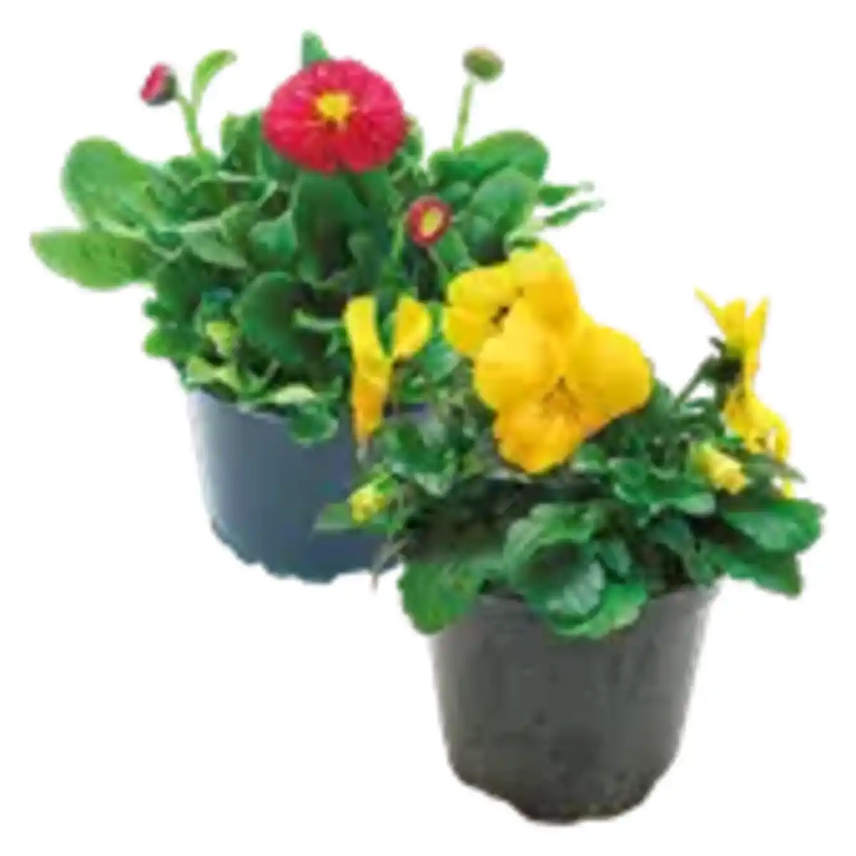 Bild 1 von Primeln, Bellis oder Hornveilchen