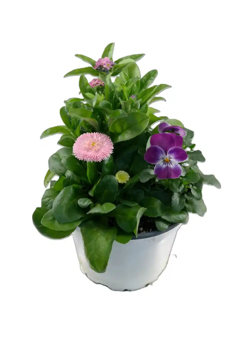 Bild 2 von Beauty Colours Frühlingsblüher