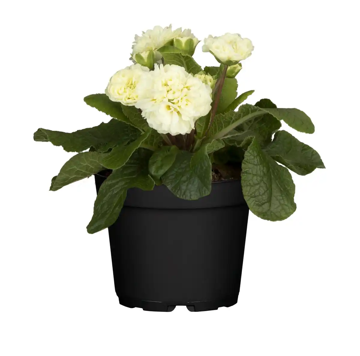 Bild 1 von XXL Primeln