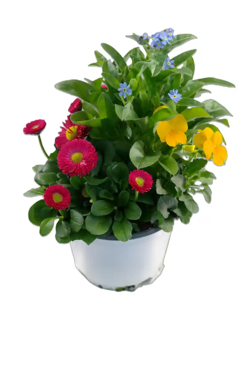 Bild 3 von Beauty Colours Frühlingsblüher