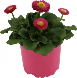 Gänseblümchen Bellis H ca 12 cm 10,5 cm Topf