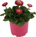 Bild 1 von Gänseblümchen Bellis H ca 12 cm 10,5 cm Topf