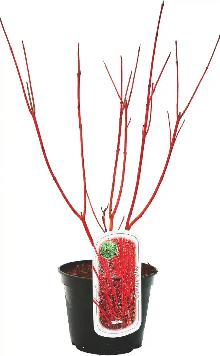 Bild 1 von Frühjahrs-Blühsträuchermix im 19 cm Topf