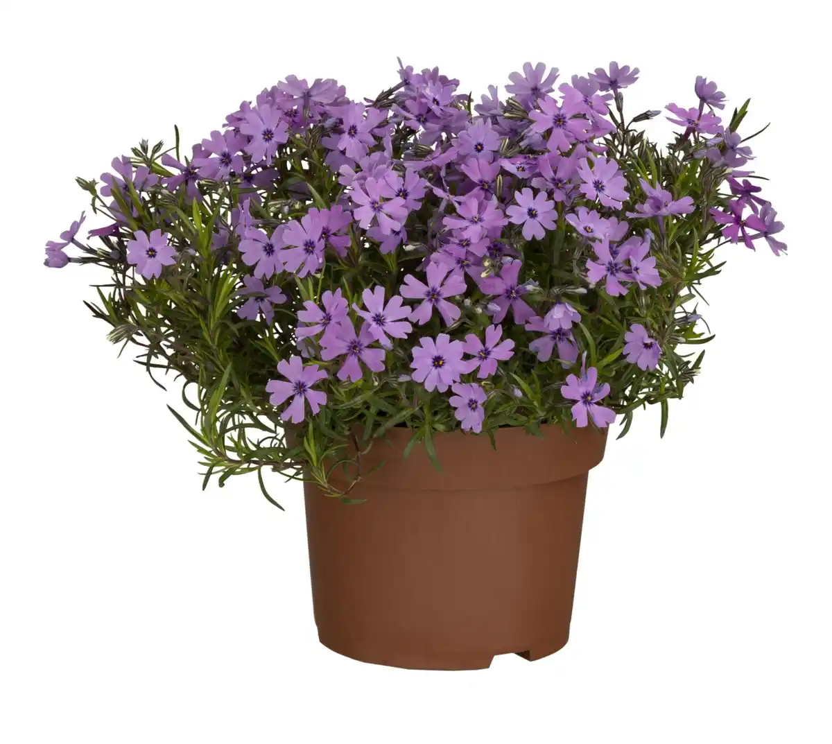 Bild 1 von Frühjahrsstauden