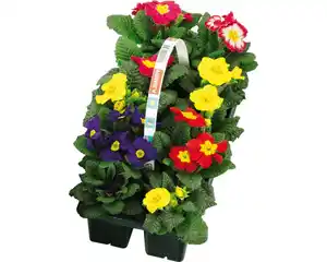 Primel Primula acaulis H 10 cm 10er Pack