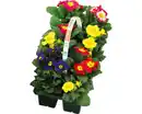 Bild 1 von Primel Primula acaulis H 10 cm 10er Pack