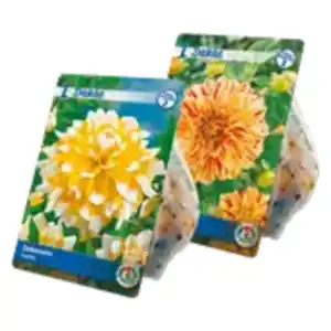 Blumenzwiebeln Frühjahr