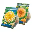 Bild 1 von Blumenzwiebeln Frühjahr