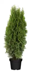 Thuja Smaragd