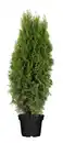Bild 1 von Thuja Smaragd