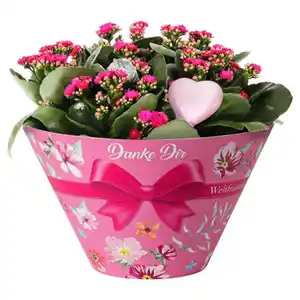 GARDENLINE Kalanchoe Schale, Herzstecker