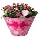 Bild 1 von GARDENLINE Kalanchoe Schale, Herzstecker