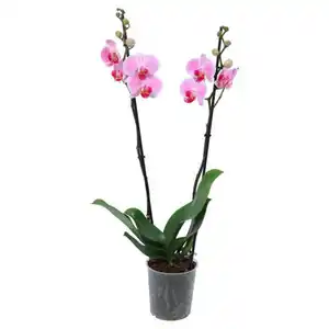 GARDENLINE Orchidee, Rosa