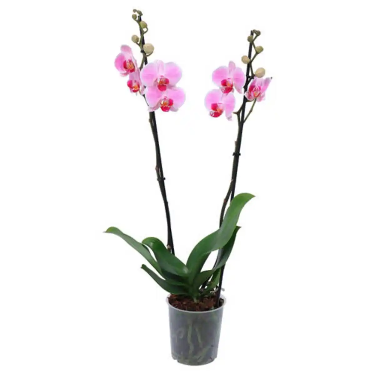 Bild 1 von GARDENLINE Orchidee, Rosa