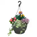 Bild 1 von GARDENLINE Kälteschätze Gattungsmix Ampeln