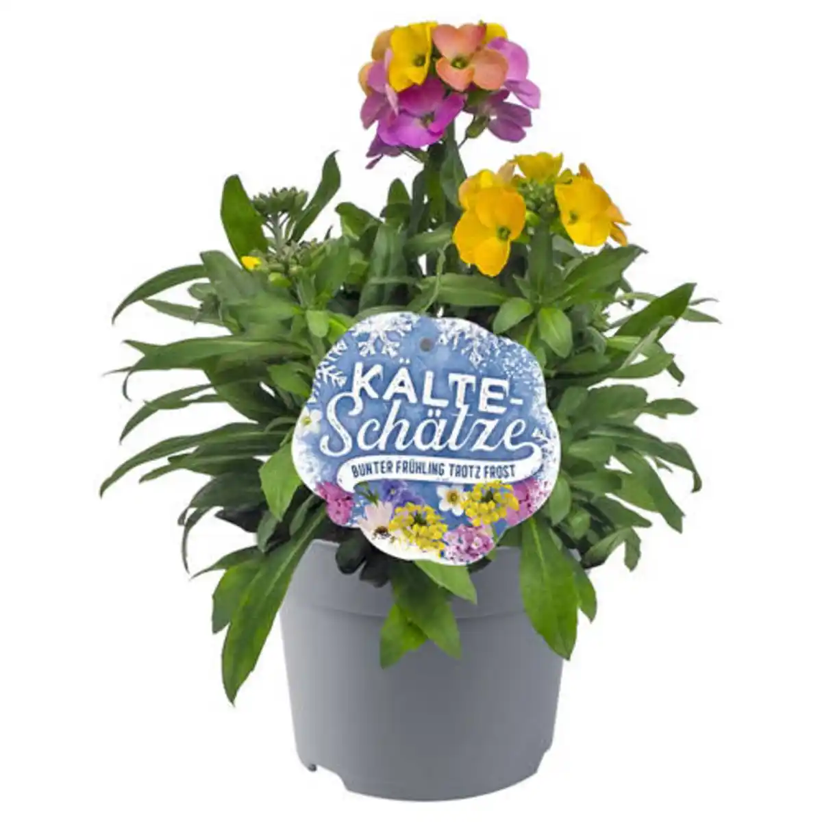 Bild 1 von GARDENLINE Stauden 12 cm, Erysimum