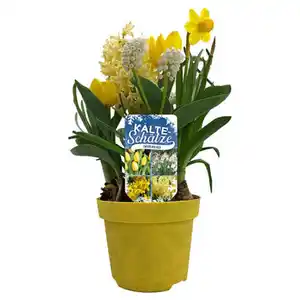 GARDENLINE Kälteschätze - Zwiebel-Farbthemen 12 cm, Gelb