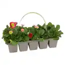 Bild 1 von GARDENLINE Beetpflanzen Frühlingsmix 10er-Tray, Bellis rot
