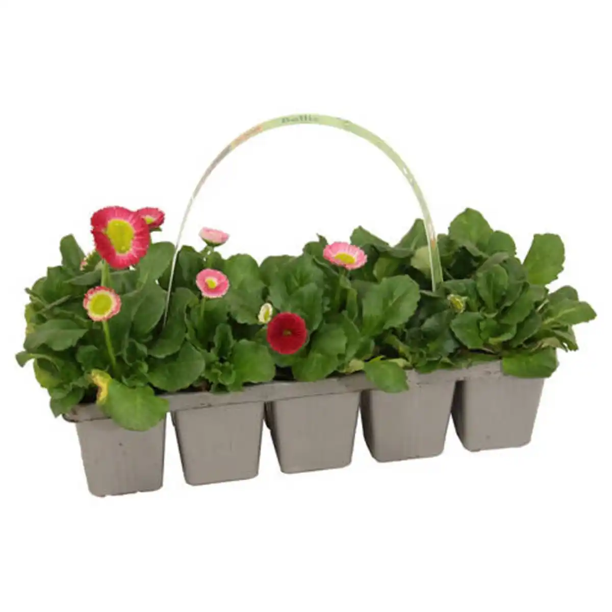 Bild 1 von GARDENLINE Beetpflanzen Frühlingsmix 10er-Tray, Bellis rot