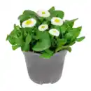 Bild 3 von GARDENLINE Frühlingspflanze