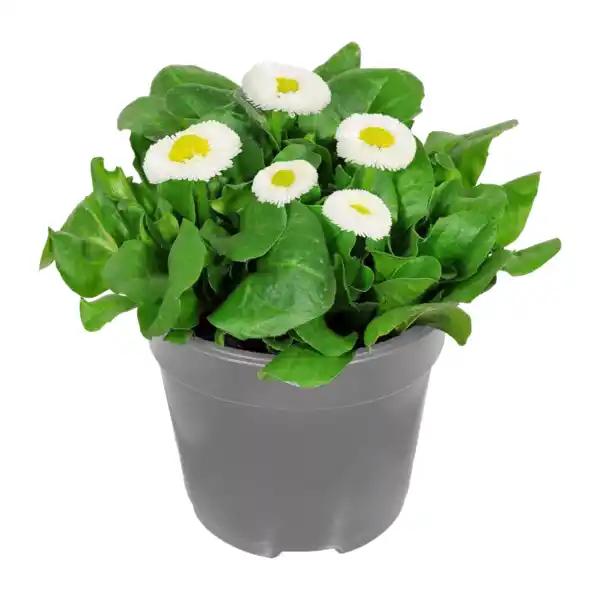 Bild 3 von GARDENLINE Frühlingspflanze