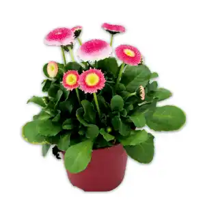 Bellis Erdbeersahne