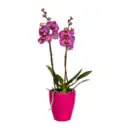 Bild 4 von GARDENLINE Phalaenopsis
