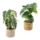 Bild 1 von HOME CREATION Künstliche Topfpflanze