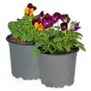 Bild 1 von Hornveilchen Trio