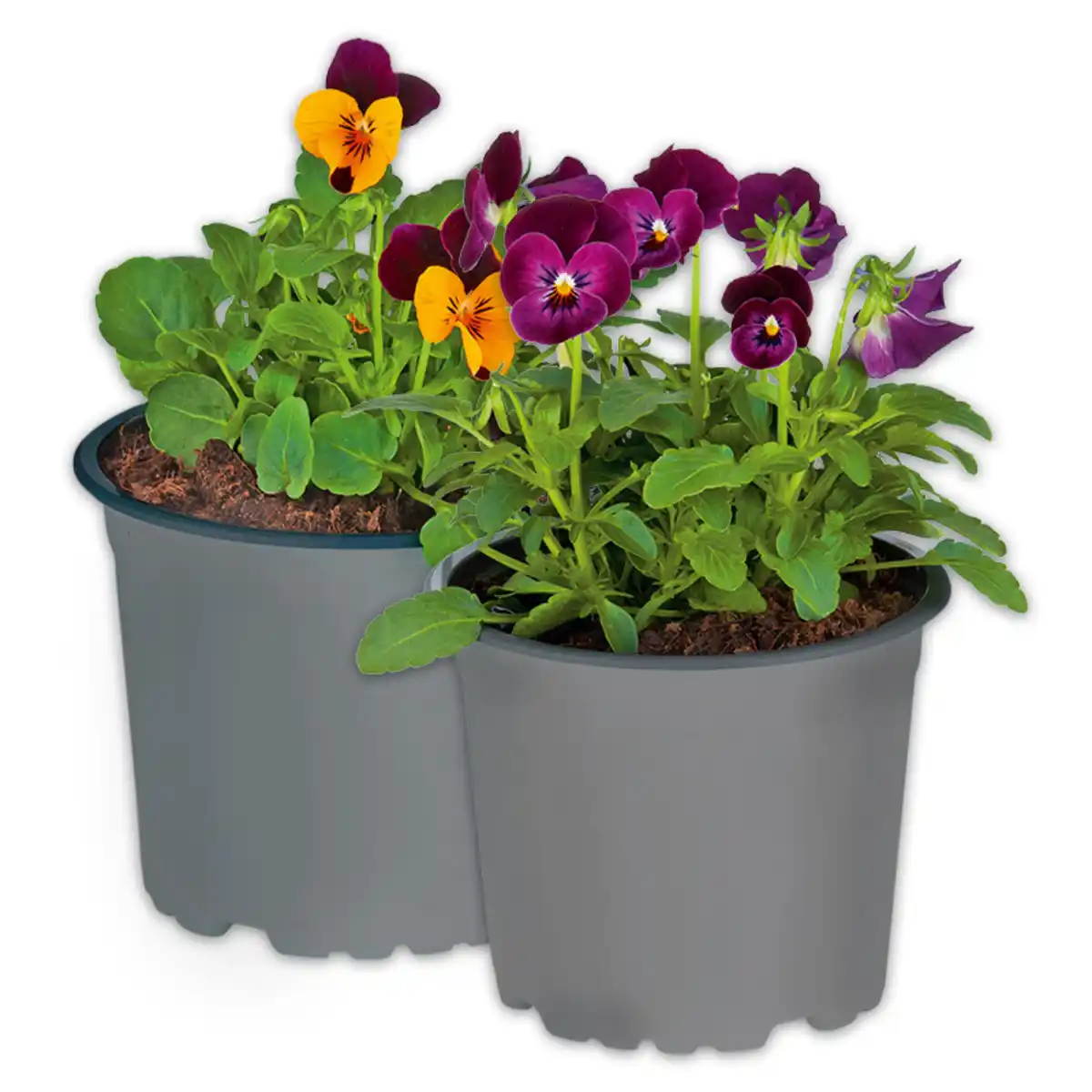 Bild 1 von Hornveilchen Trio