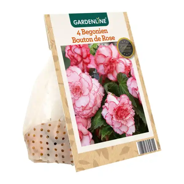 Bild 2 von GARDENLINE Knollenbegonien