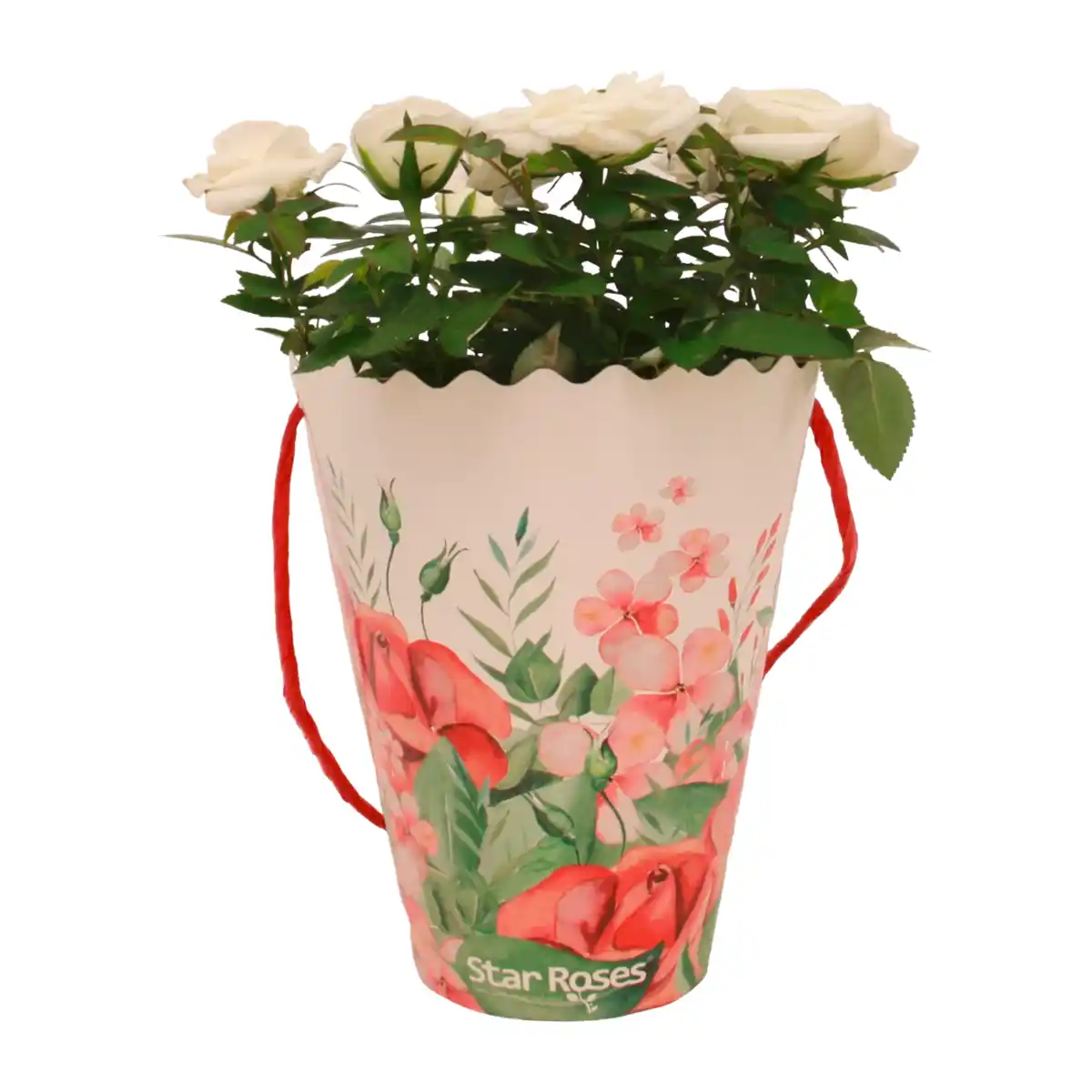 Bild 3 von GARDENLINE Rosen in Dekotasche