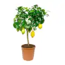 Bild 4 von GARDENLINE Mediterranes Stämmchen