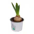 Bild 4 von GARDENLINE Hyazinthen / Narzissen