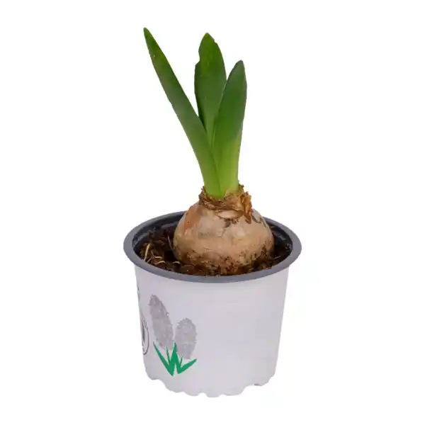 Bild 4 von GARDENLINE Hyazinthen / Narzissen